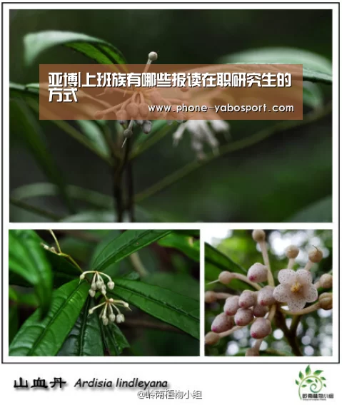 亚博体育